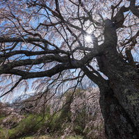 青空に力強く咲く五斗蒔田の一本桜～福島県郡山市の名桜の写真
