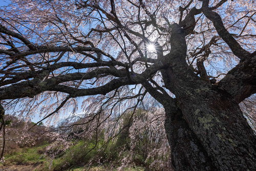 青空に力強く咲く五斗蒔田の一本桜～福島県郡山市の名桜