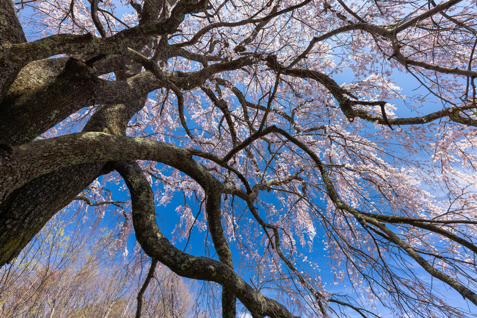 青空を背景に満開の桜が咲く五斗蒔田桜を下から見上げた構図