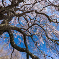 福島県郡山市の空に伸びる一本桜、五斗蒔田桜の満開の花の写真