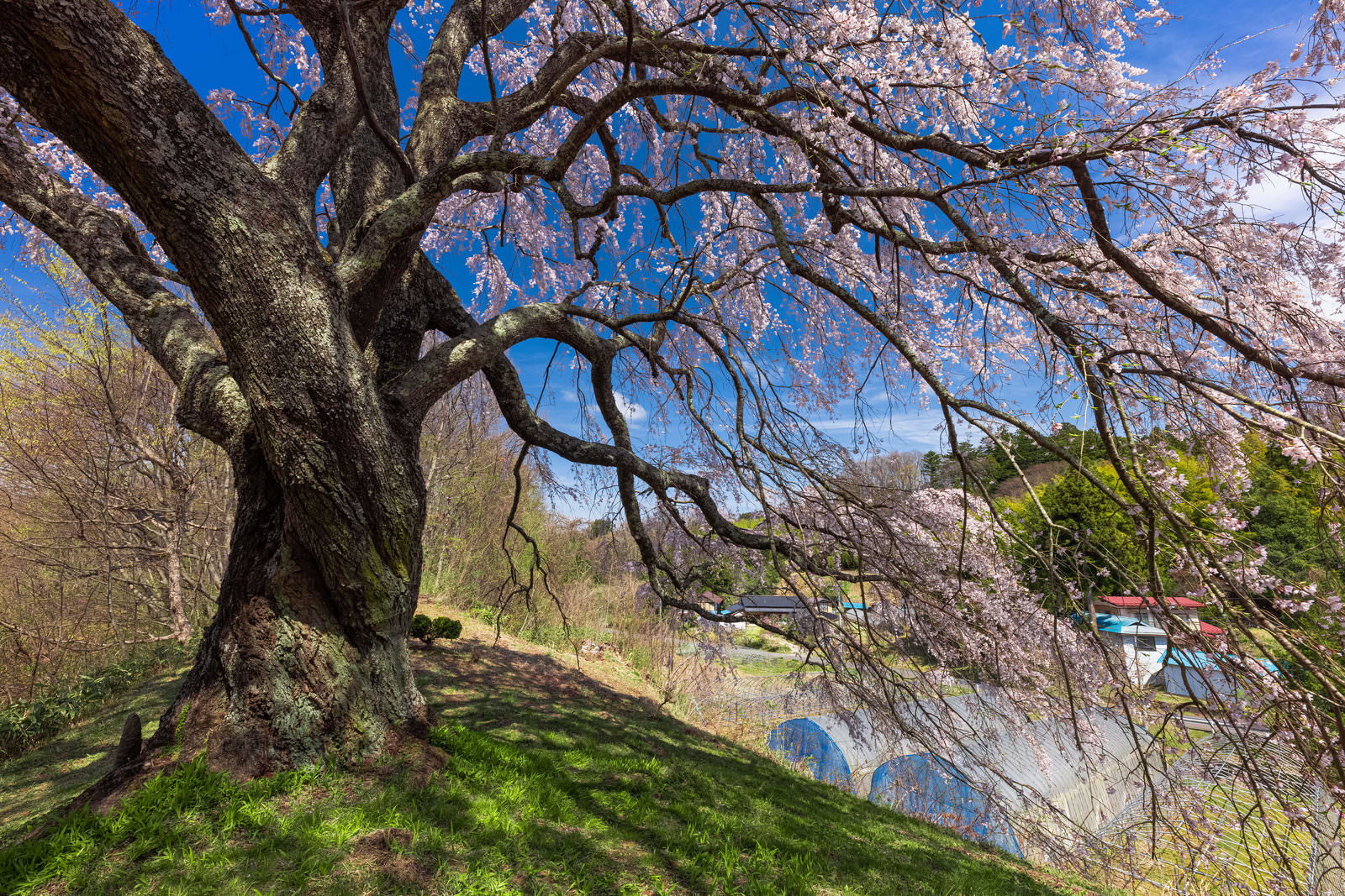 青空の下、緑の土手に立つ満開の桜の木