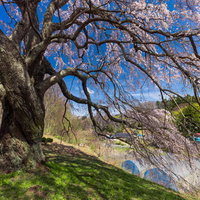 青空を背景にした土手の上に咲く五斗蒔田の一本桜の写真