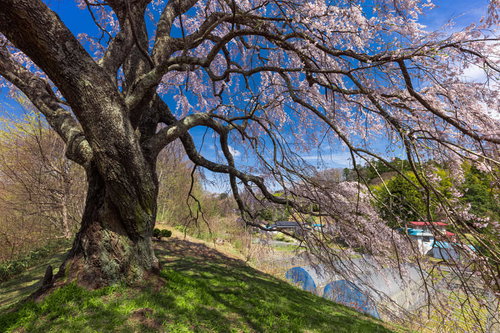 青空を背景にした土手の上に咲く五斗蒔田の一本桜