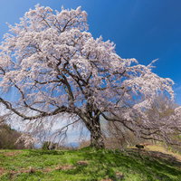 満開の五斗蒔田桜、青空を背景に立つ一本桜の写真