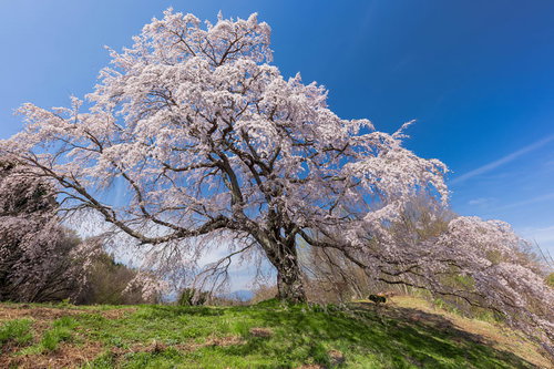 満開の五斗蒔田桜、青空を背景に立つ一本桜