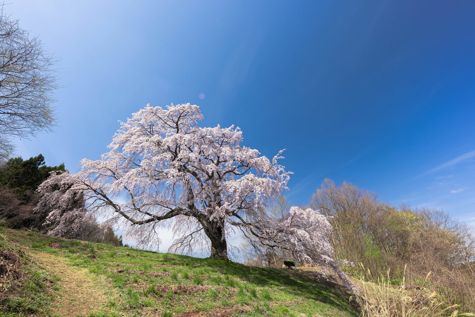 青空を背景に高台で満開に咲く一本桜（五斗蒔田桜）
