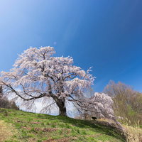 青空を背景に高台に聳える一本桜（五斗蒔田桜）の写真