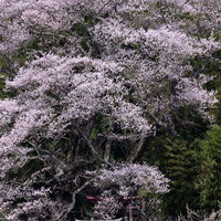 福島県郡山市の見事な一本桜、子授け櫻が満開の写真