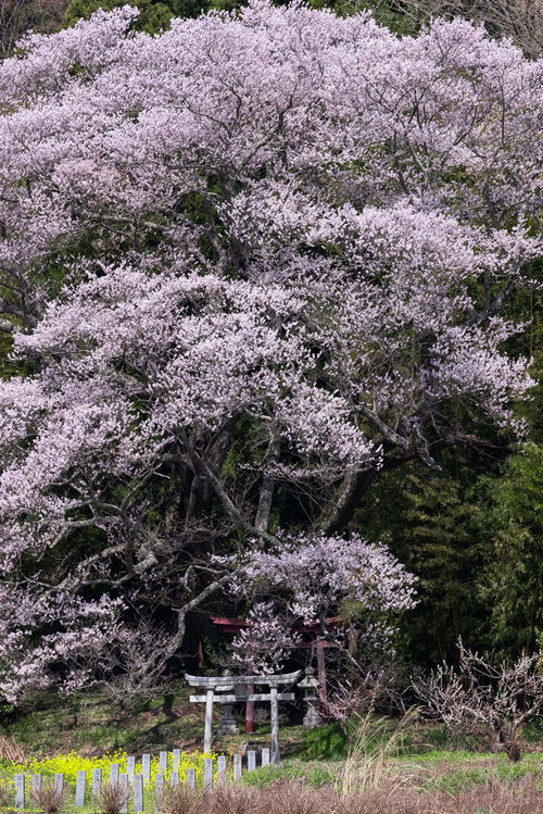 福島県郡山市の見事な一本桜、子授け櫻が満開