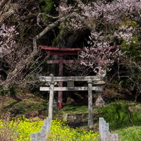 子授け櫻の麓にあるふたつの白い鳥居と満開の桜の写真