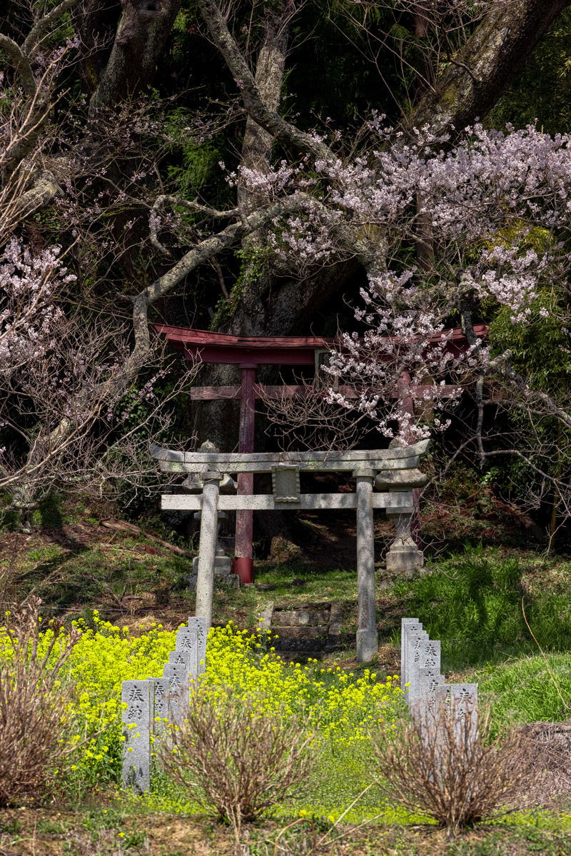 満開の桜の下に立つ二基の白い鳥居
