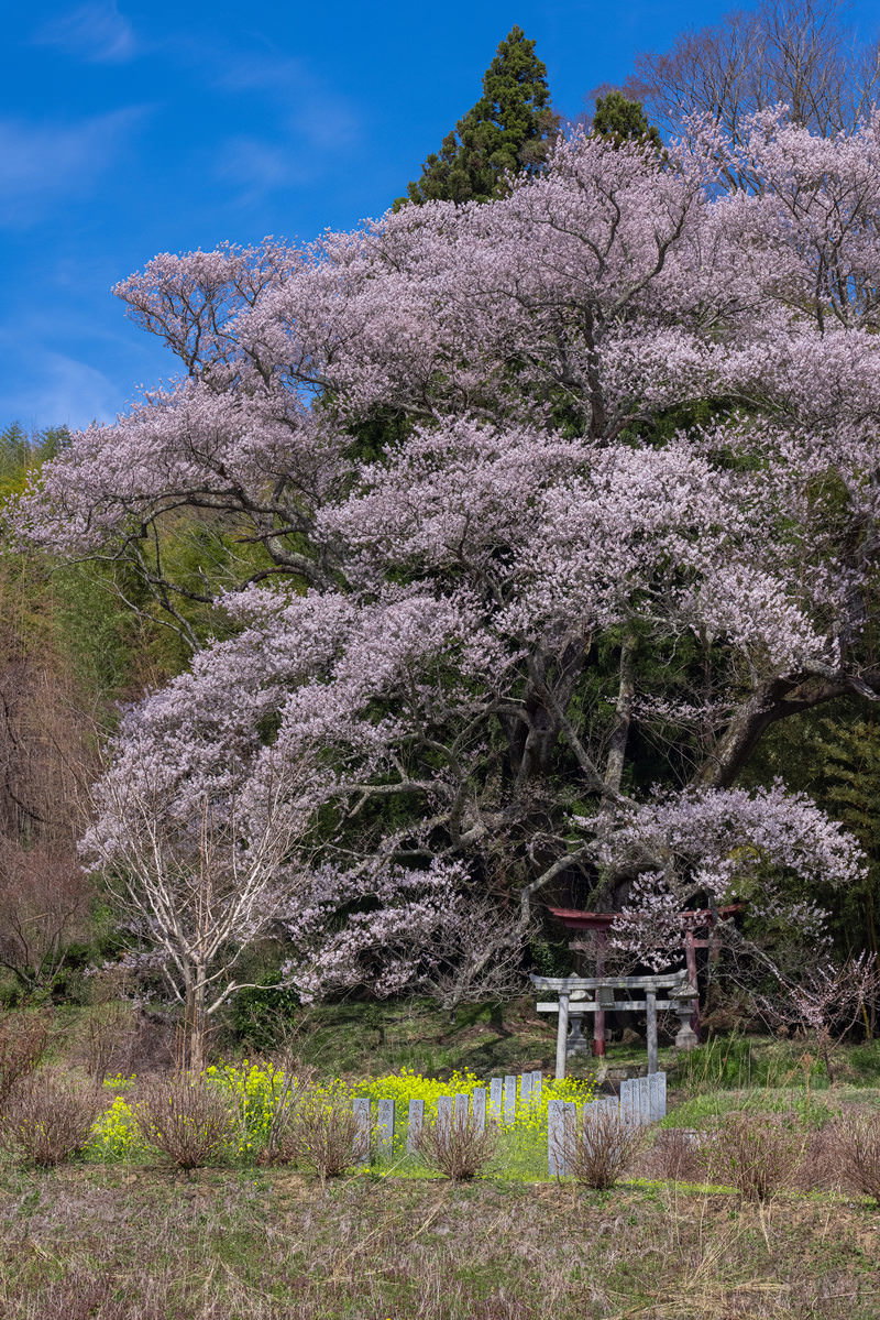 青空の下で満開に咲く子授け櫻と朱色の鳥居がある春の風景