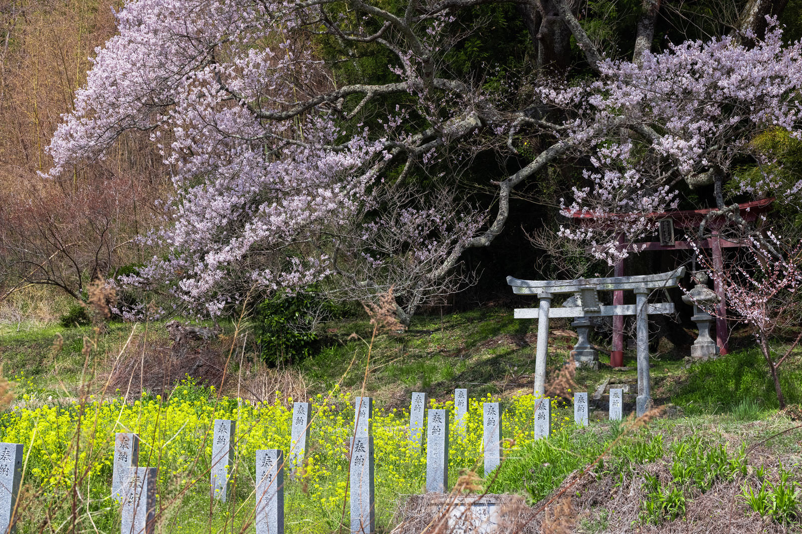 満開の桜と黄色い菜の花畑、手前に白い鳥居が見える春の風景