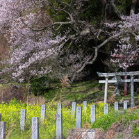子授け櫻前の菜の花ロードと白い鳥居 福島県郡山市の春景色の写真