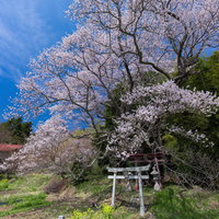 満開の子授け桜と菜の花の絨毯が広がる奉納石柱周辺の写真