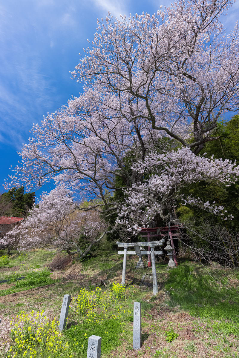 Child-blessing cherry blossom (Kodazuke-zakura) in full bloom with white torii gate, and yellow rapeseed flowers (Nanohana) blooming in the foreground of the shrine approach (Sando)