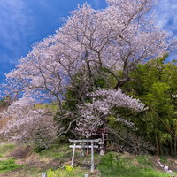 大和田稲荷神社の春満開の子授け櫻と朱色の鳥居の写真