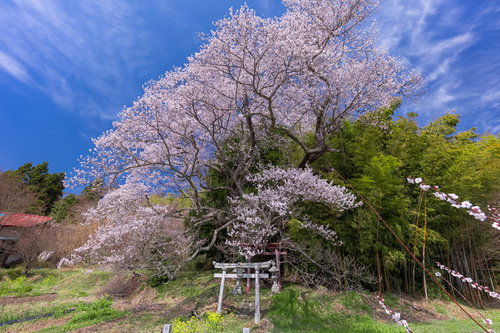 大和田稲荷神社の竹林に咲く子授け櫻の満開風景