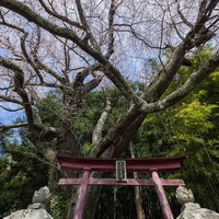 福島県郡山市の子授け櫻を鳥居から見上げた春景色の写真