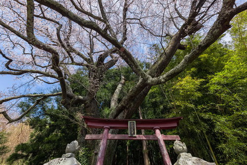 福島県郡山市の子授け櫻を鳥居から見上げた春景色