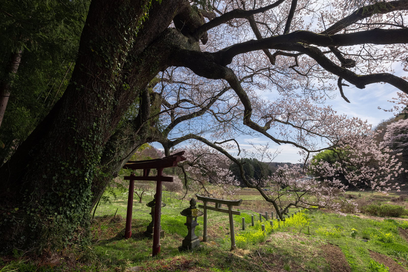 Red and stone torii gates lined at the base of an ancient tree in satoyama foothills, with cherry blossoms beginning to bloom in the distance and rice paddy scenery