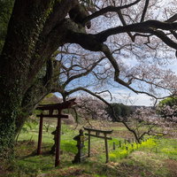 鳥居の後ろから迫りくる子授け桜の太い枝ぶりと幹の写真