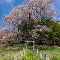 子授け櫻と大和田稲荷神社へ続く参道の満開の桜の写真