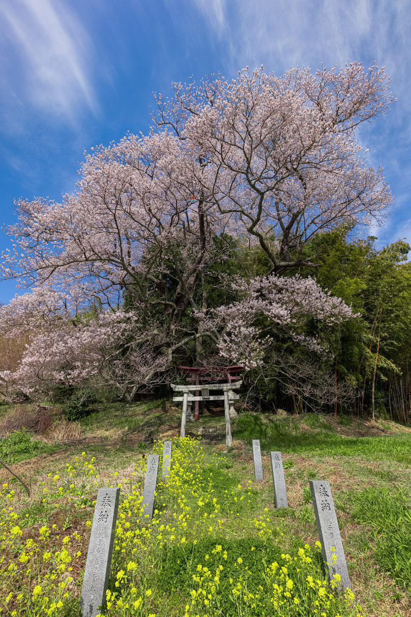 Large, full-bloomed cherry tree and vermillion torii gate, votive stone pillars and rapeseed flowers lined along the approach path (sandō)