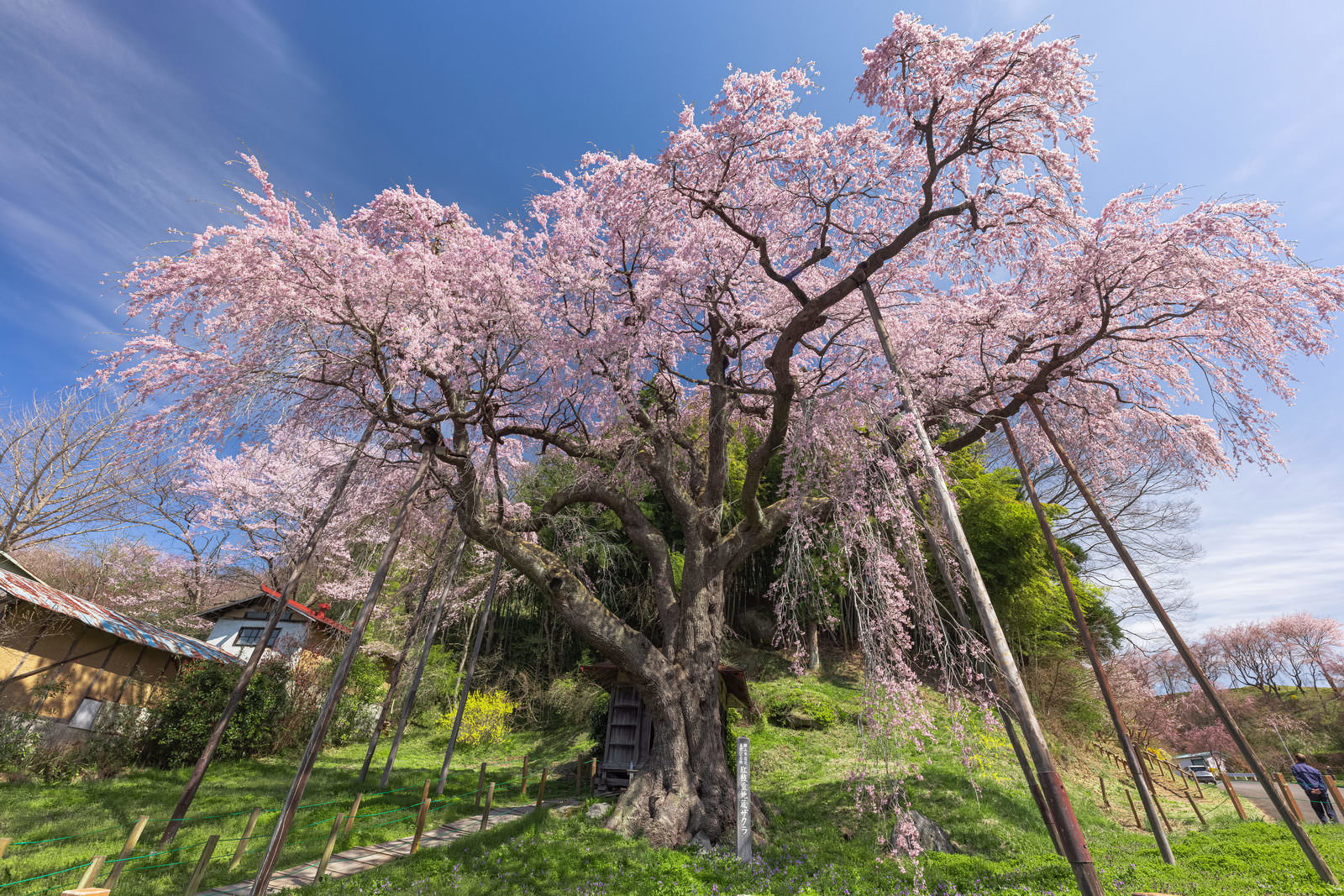 支柱に支えられた満開のしだれ桜が、淡いピンク色の花で覆われている