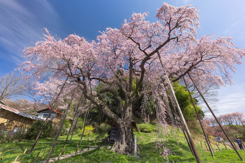 支柱に支えられた満開の紅枝垂地蔵桜（郡山市）