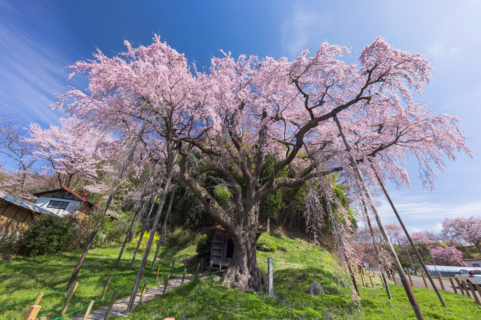 青空の下で満開に咲く推定樹齢400年の延命地蔵尊・紅枝垂地蔵桜