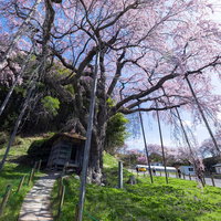 地蔵堂へ続く木道と満開の紅枝垂地蔵桜、郡山市を代表する一本桜の写真
