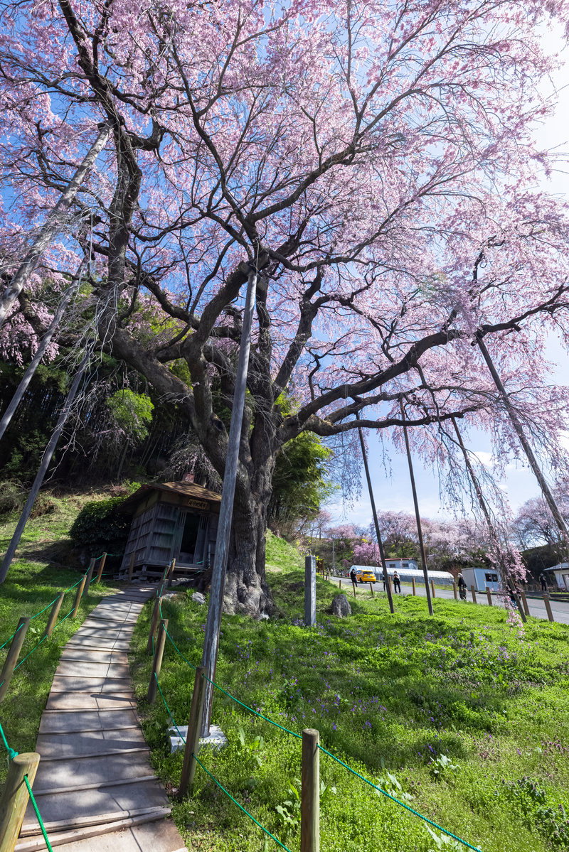 地蔵堂へと続く木道の脇に満開のピンク色の紅枝垂地蔵桜が咲いている