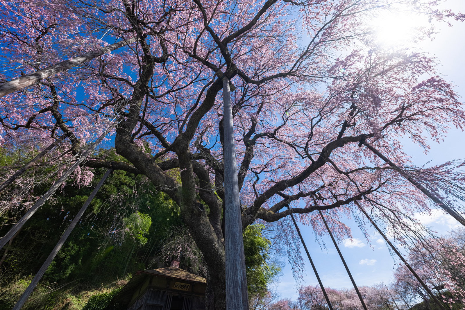 満開の紅枝垂地蔵桜を根本から見上げた構図で青空に映える