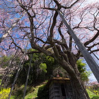 支柱に支えられた紅枝垂地蔵桜と地蔵堂の春景色の写真