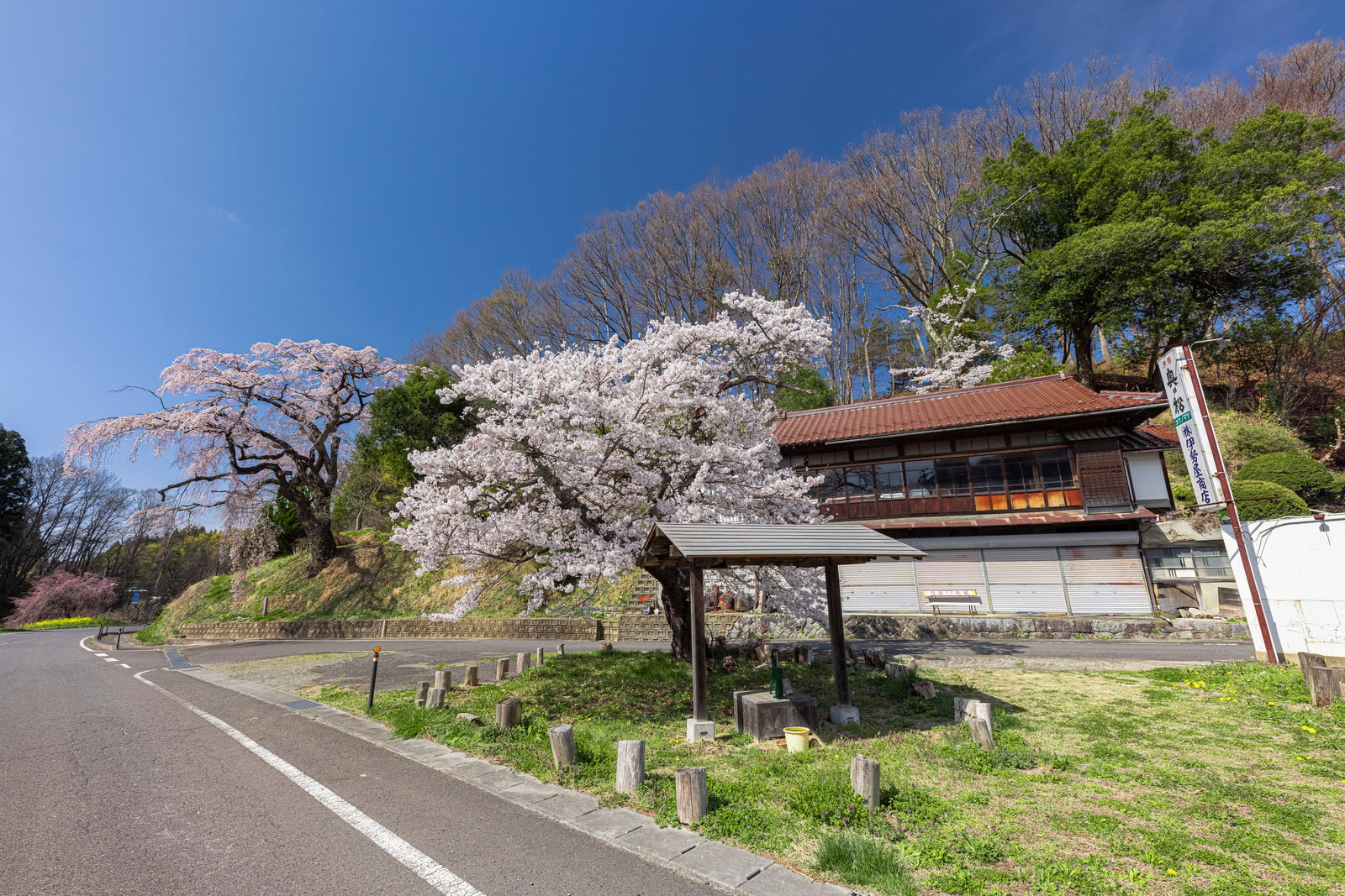 春の郡山市で満開の伊勢桜が咲く小屋と周辺の風景