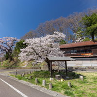 春の福島県郡山市、伊勢桜が咲く小屋の風景の写真