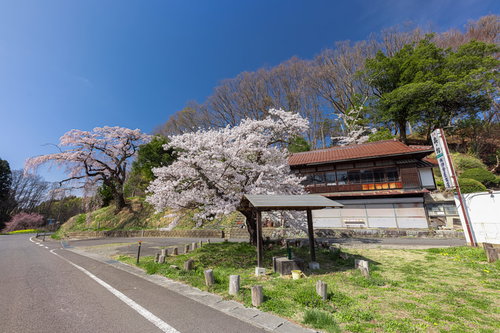 春の福島県郡山市、伊勢桜が咲く小屋の風景