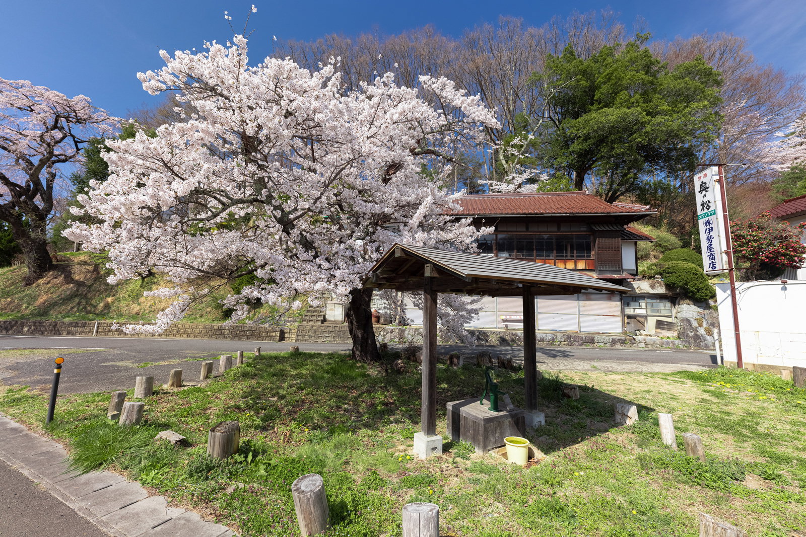 伊勢桜の下に建つ古い井戸と白く咲き誇る桜の花