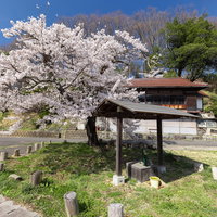 伊勢桜近辺に咲く春の桜と井戸の風景の写真