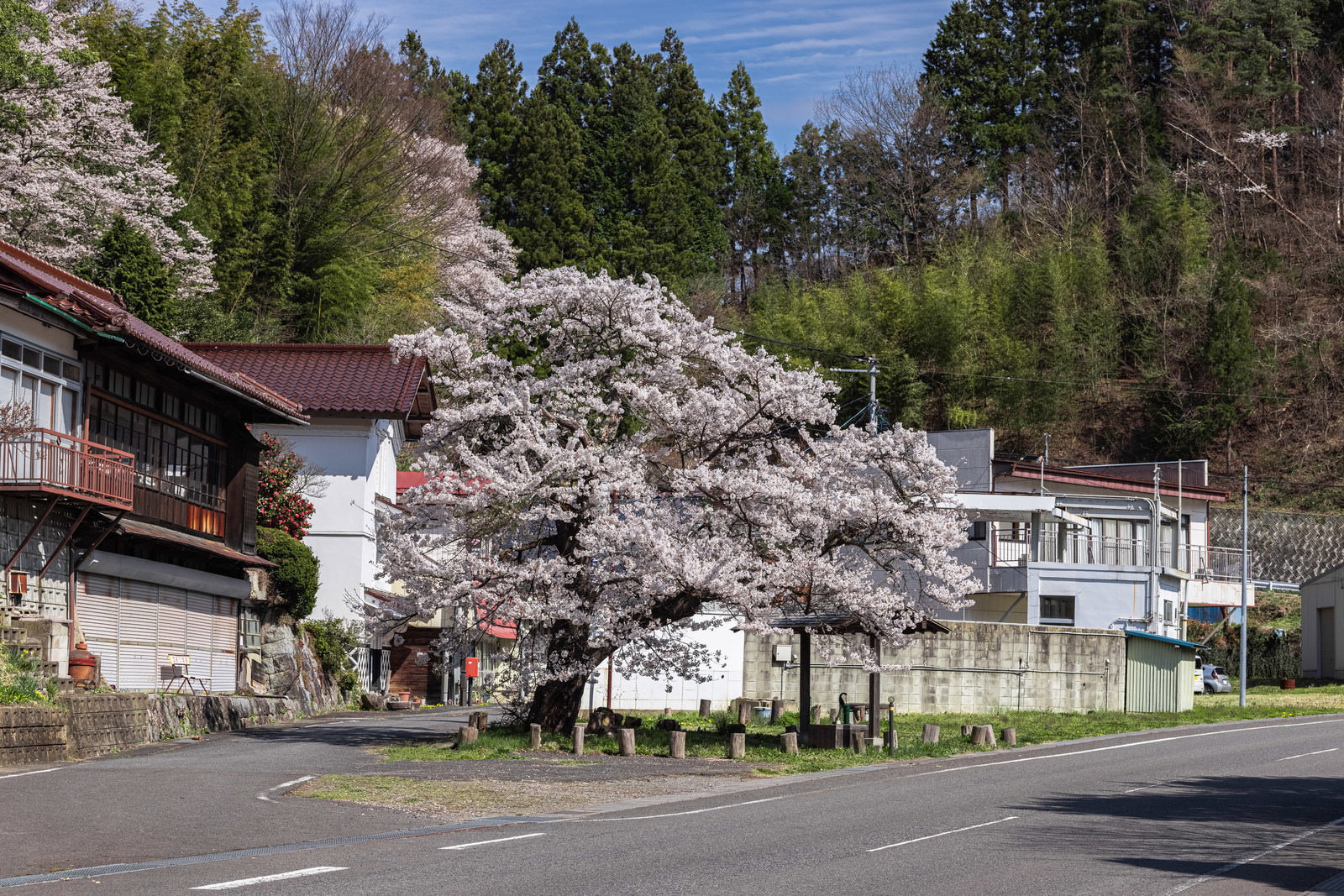 住宅地に咲く満開の伊勢桜の大木。白い花が枝全体に咲き誇る