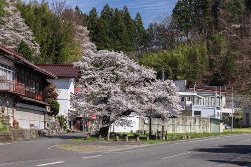 住宅地に訪れる春と伊勢桜の花景色 福島県郡山市