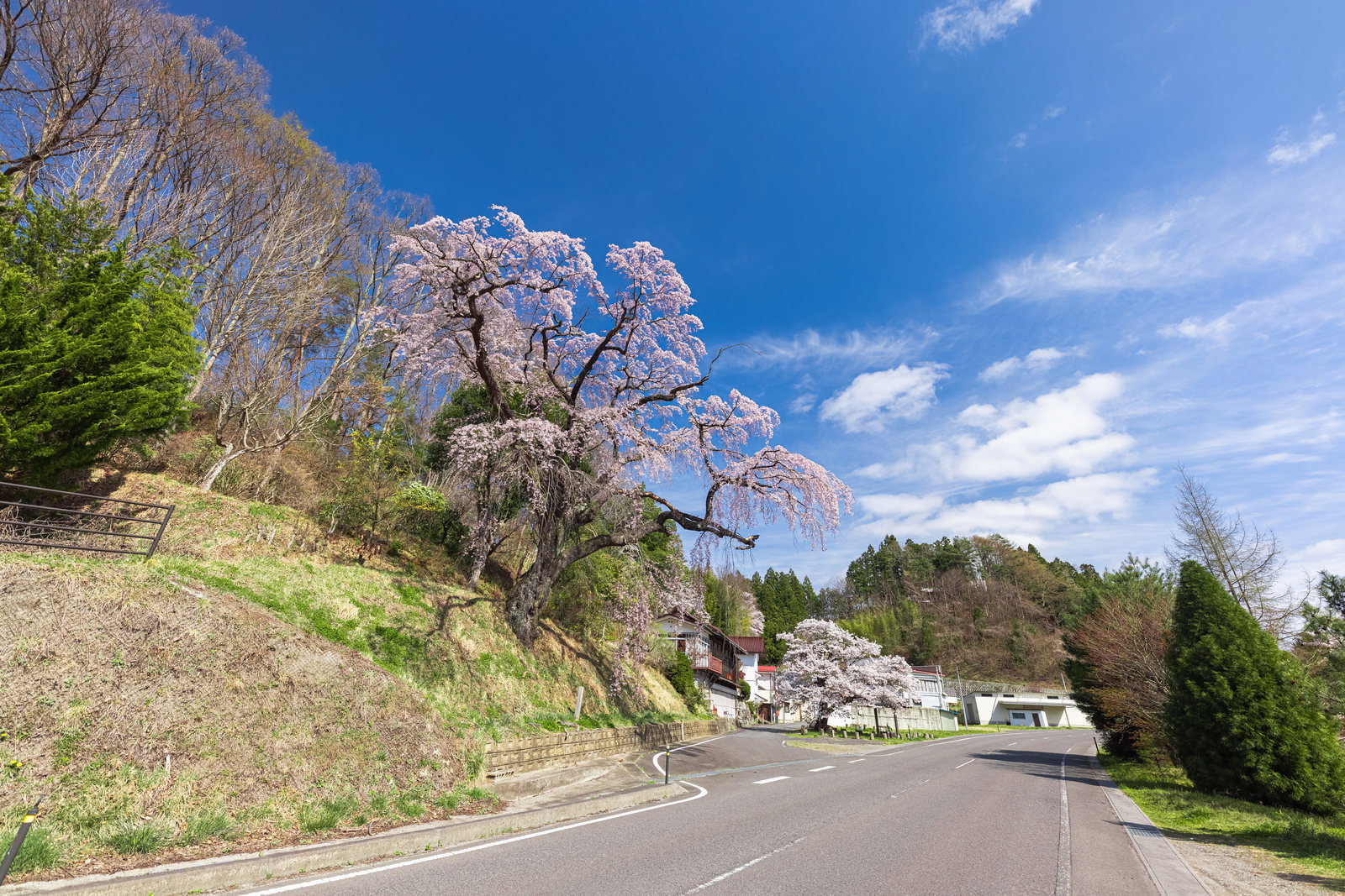 満開の伊勢桜（しだれ桜）と青空が広がる福島県郡山市の春景色