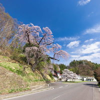 福島県郡山市の伊勢桜（しだれ桜）と満開の青空の写真
