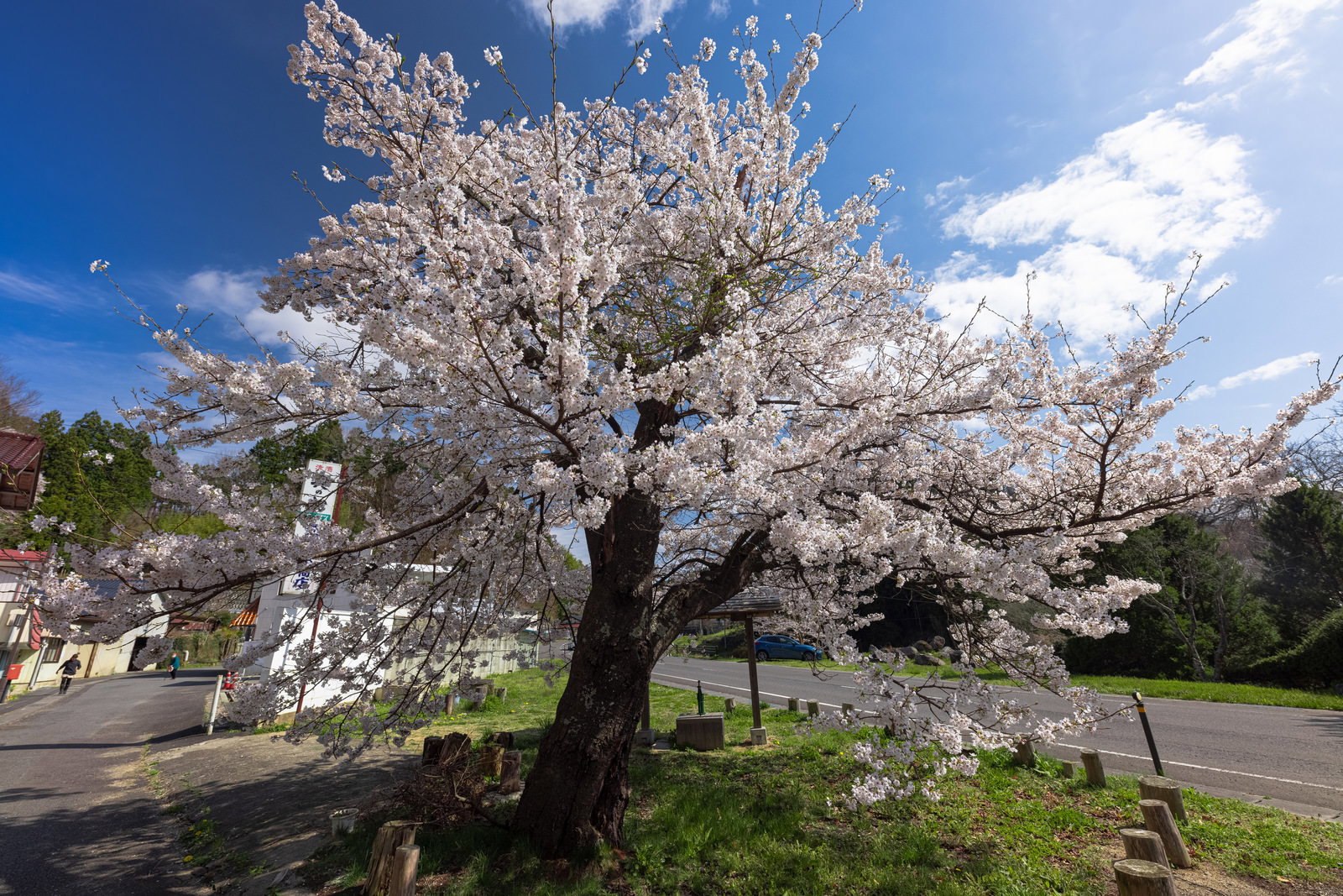 青空の下で満開に咲く伊勢桜の大きな樹、白い花が枝全体を覆っている
