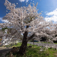 青空を背にした伝説の伊勢桜、満開で大きく咲くの写真