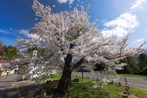 青空を背にした伝説の伊勢桜、満開で大きく咲く