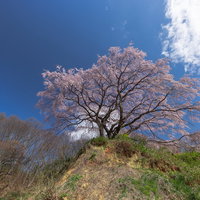 青空に映える郡山市の表の桜の写真