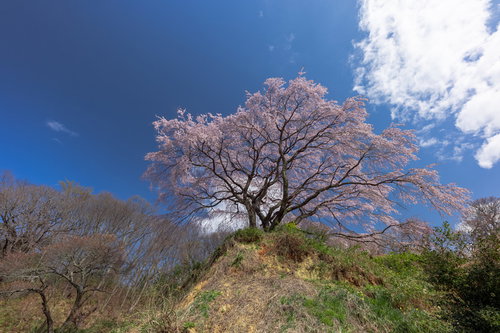 青空に映える郡山市の表の桜
