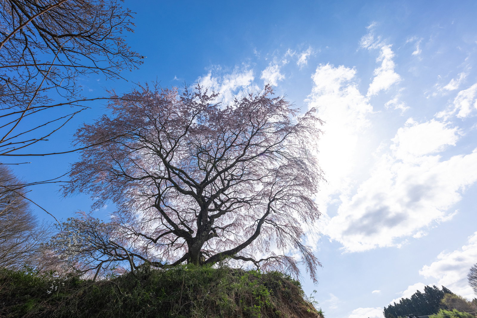 青空を背景に満開の枝垂桜が高台に一本立っている春の風景